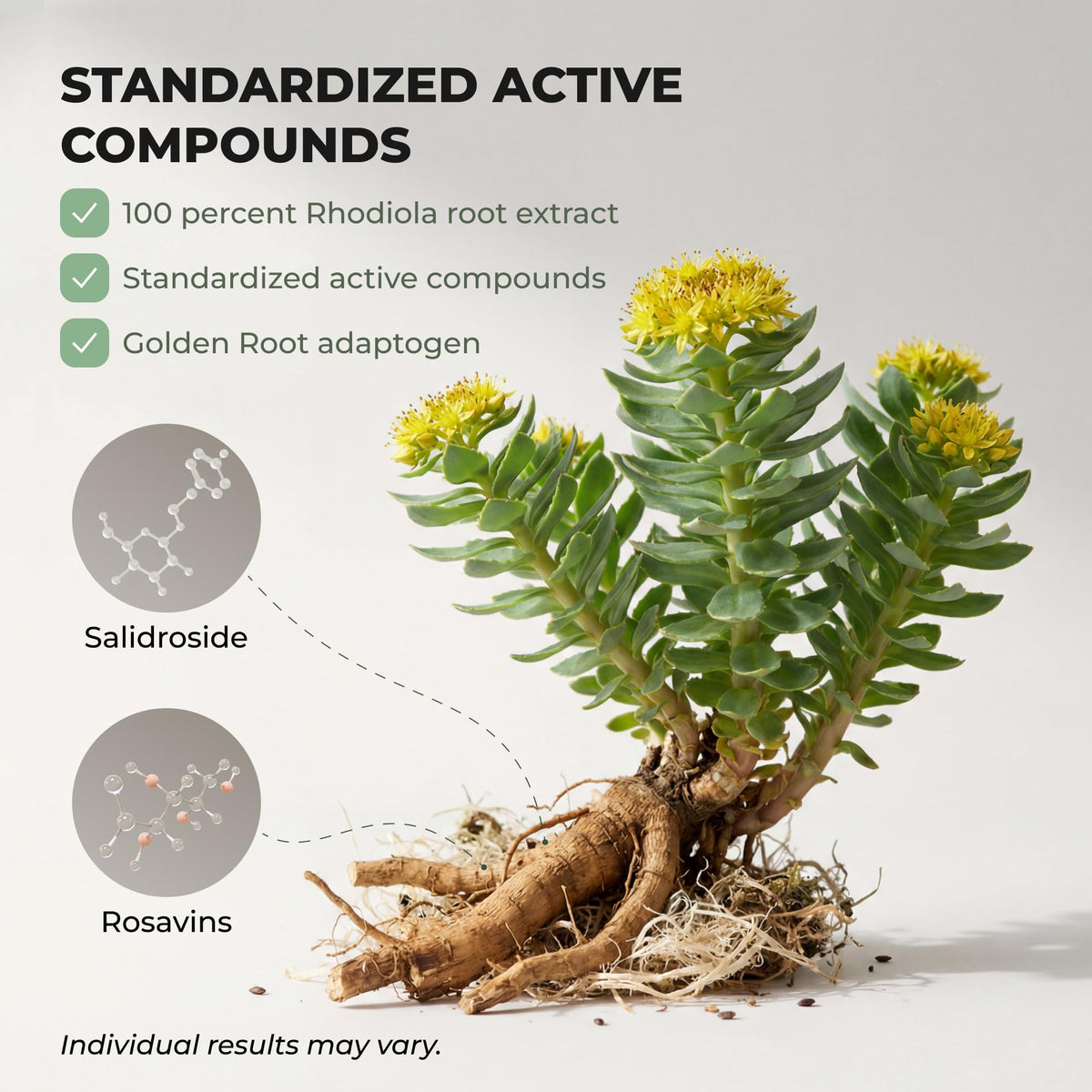 Rhodiola Rosea Supplement Golden Root Adaptogen Capsules - Salvora Official Imagery - 5